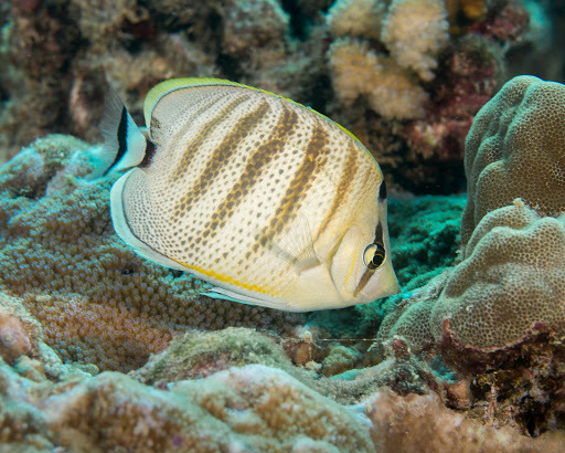 image of chaetodon multicinctus \(pebbled butterflyfish\)