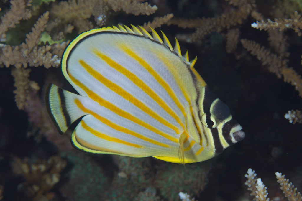image of chaetodon ornatissimus \(ornate butterflyfish\)