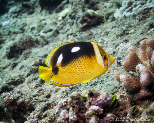 image of chaetodon quadrimaculatus \(fourspot butterflyfish\)