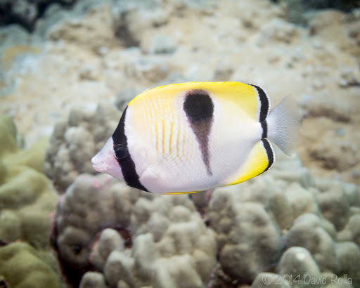 image of chaetodon unimaculatus \(teardrop butterflyfish\)
