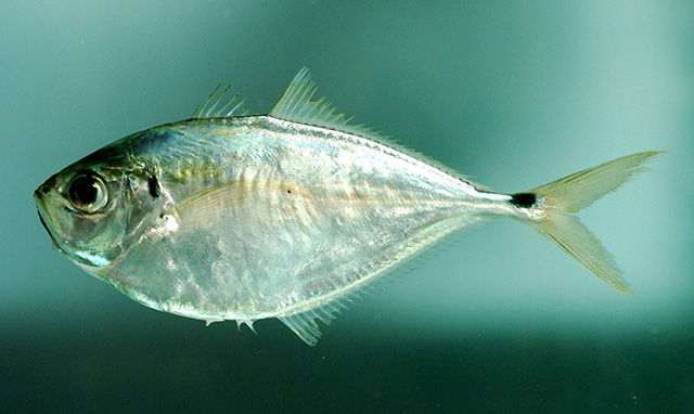 image of chloroscombrus chrysurus \(atlantic bumper\)