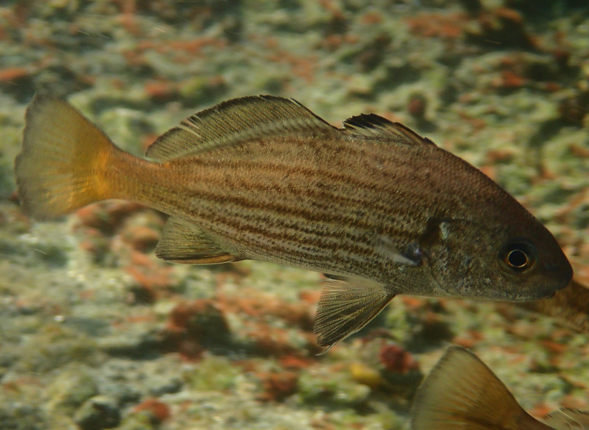 image of cheilotrema saturnum \(black croaker\)