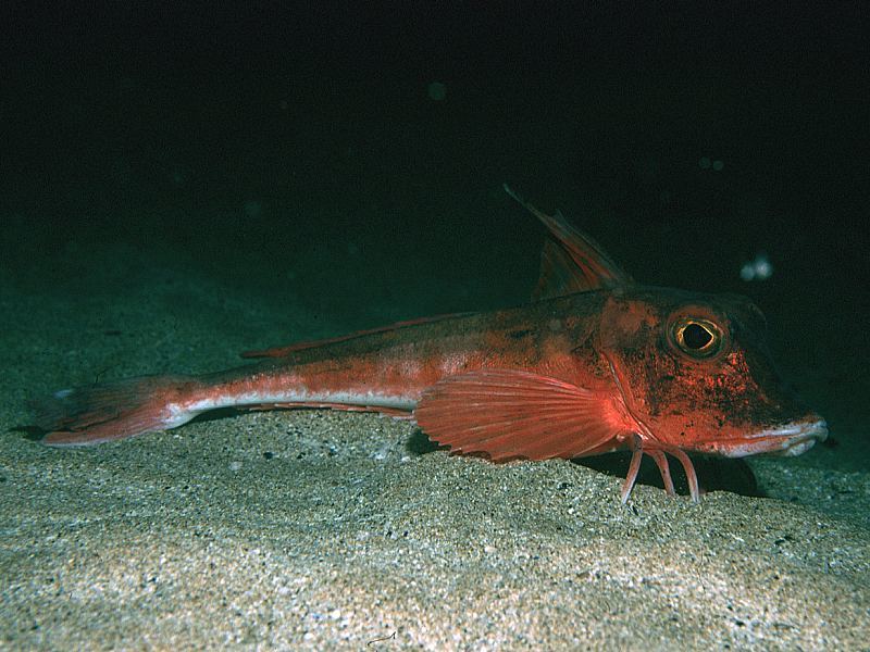 image of chelidonichthys cuculus \(red gurnard\)