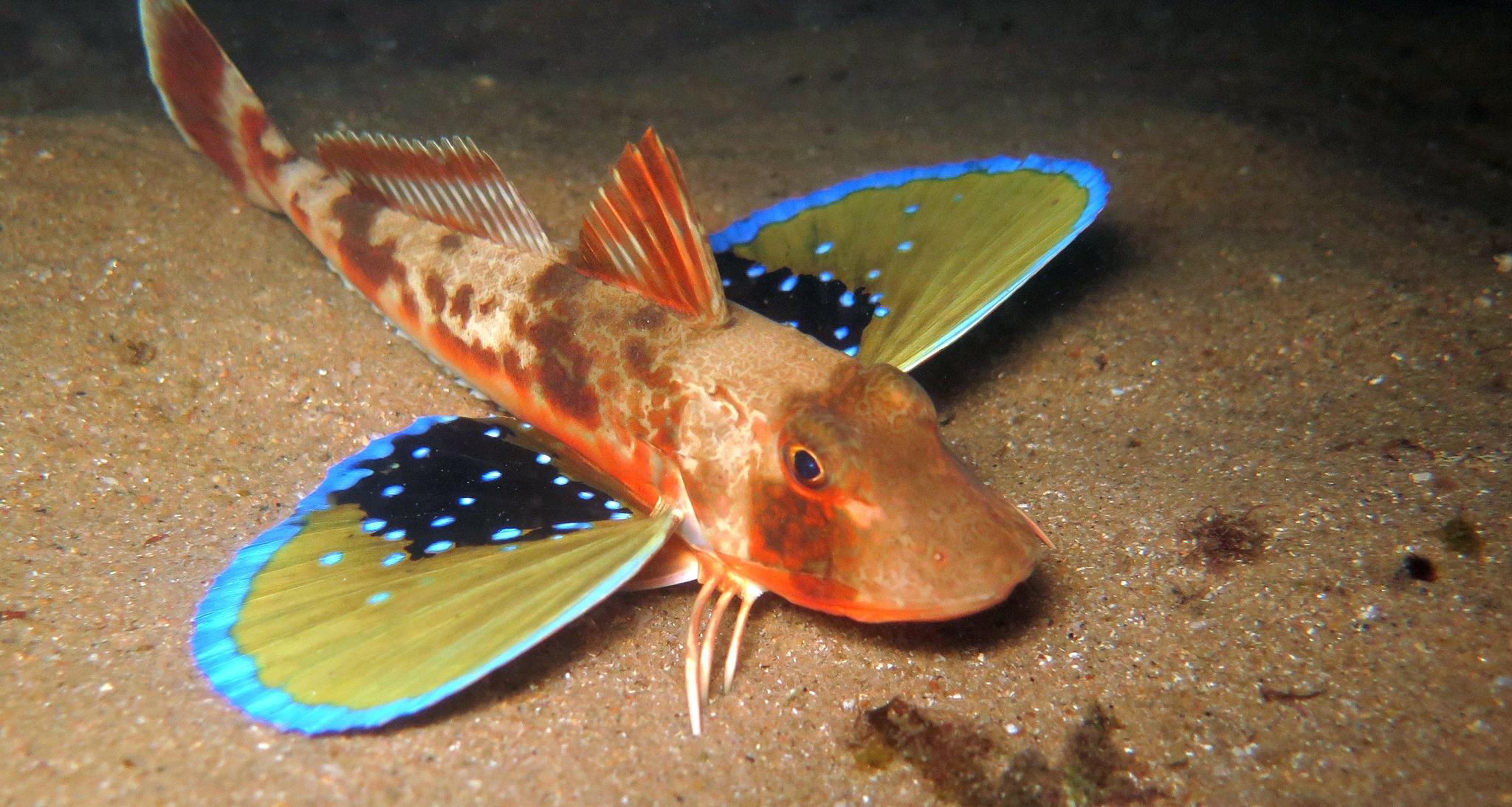 image of chelidonichthys kumu \(bluefin gurnard\)