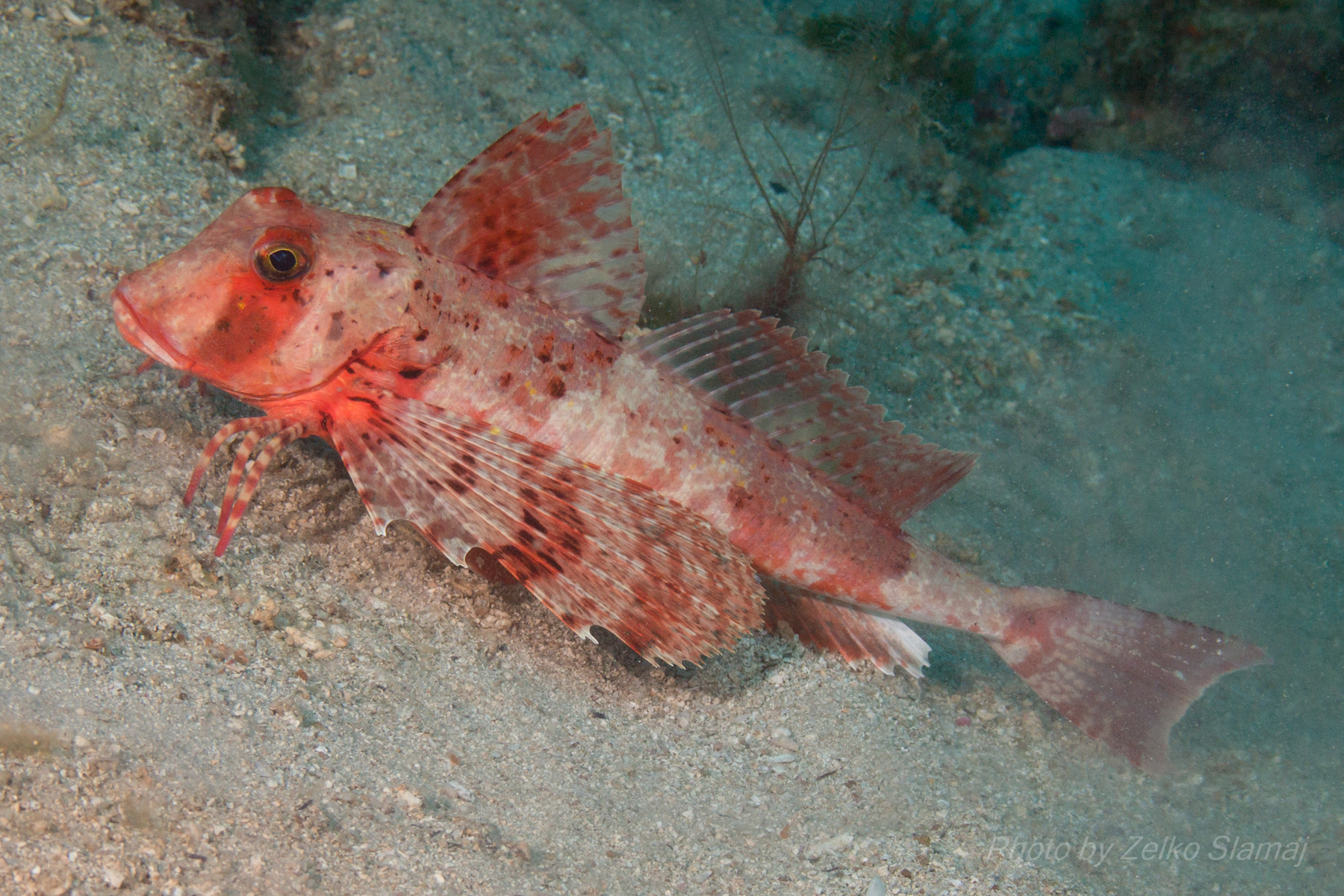 image of chelidonichthys lastoviza \(streaked gurnard\)