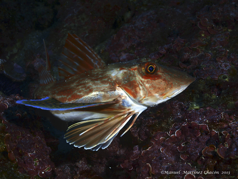 image of chelidonichthys lucerna \(tub gurnard\)