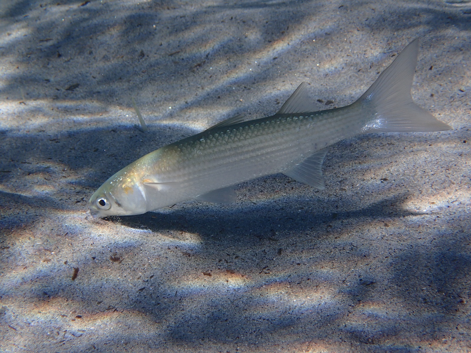 image of chelon auratus \(golden grey mullet\)
