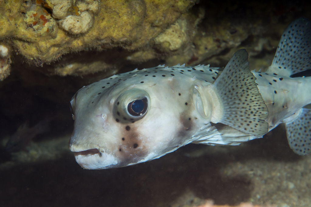 image of chilomycterus reticulatus \(spotfin burrfish\)