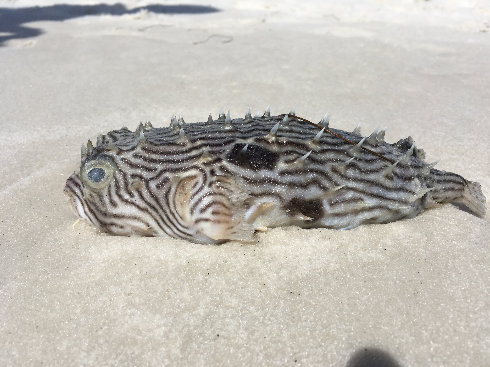 image of chilomycterus schoepfii \(striped burrfish\)