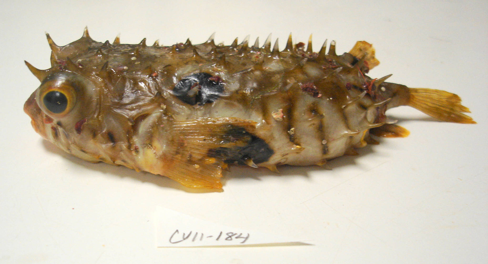 image of chilomycterus spinosus