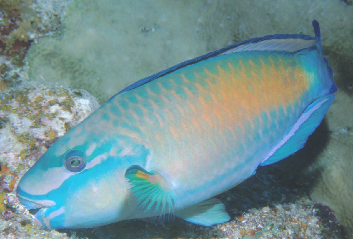image of chlorurus spilurus \(pacific bullethead parrotfish\)