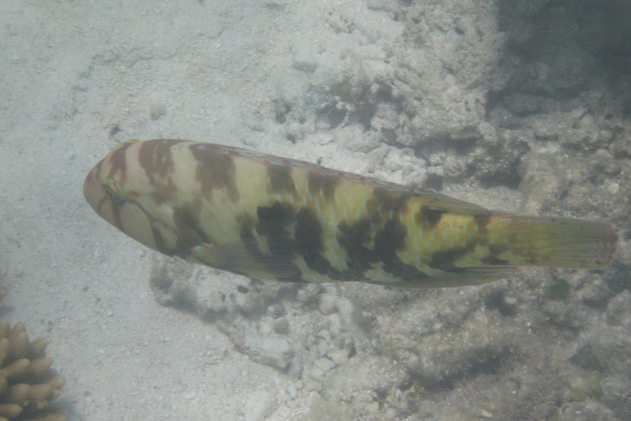 image of choerodon graphicus \(graphic tuskfish\)