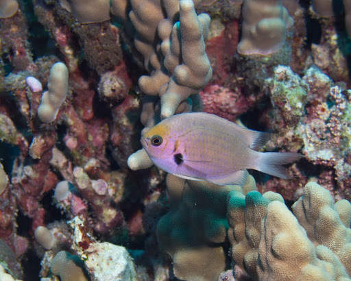 image of pycnochromis agilis \(agile chromis\)