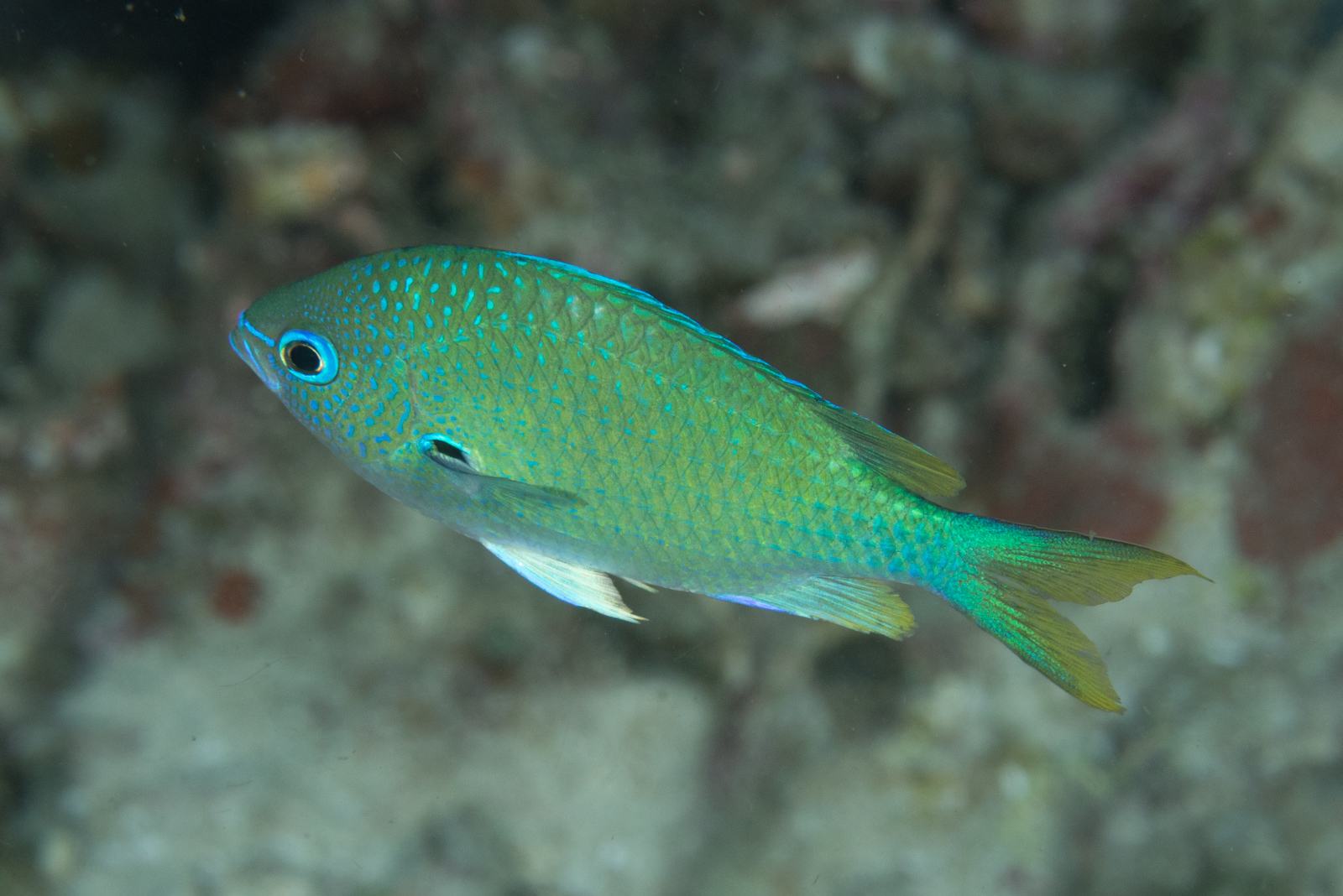 image of chromis atripectoralis \(black-axil chromis\)