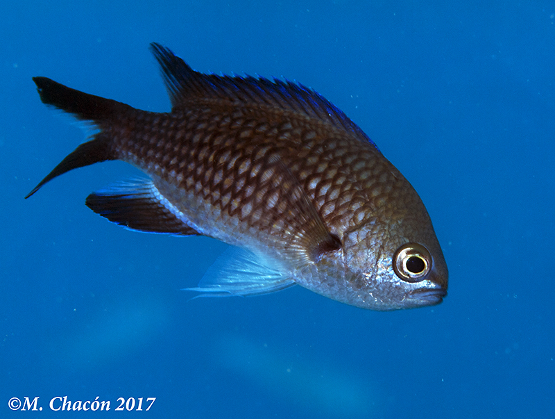 image of chromis chromis \(damselfish\)