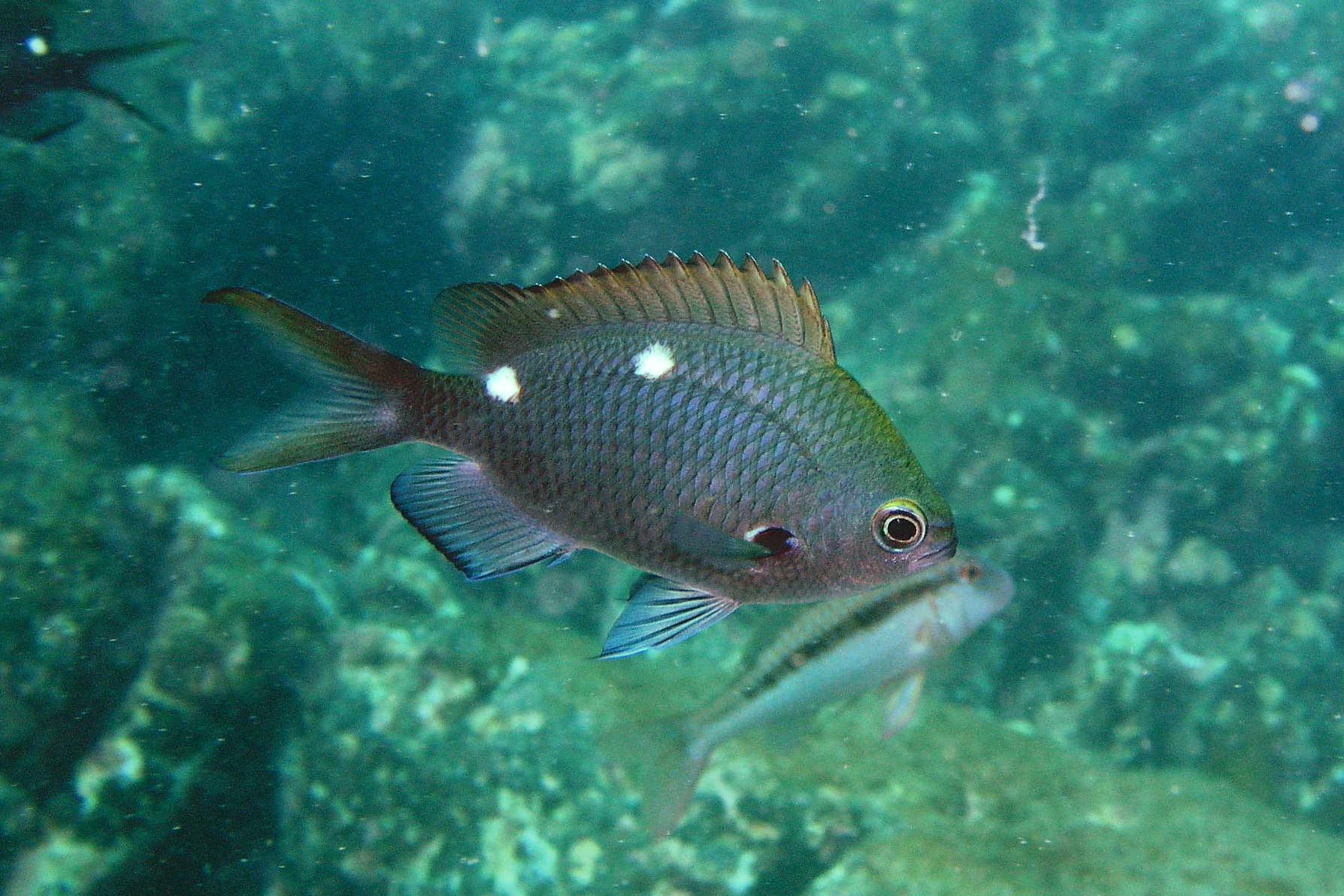 image of chromis dispila \(demoiselle\)