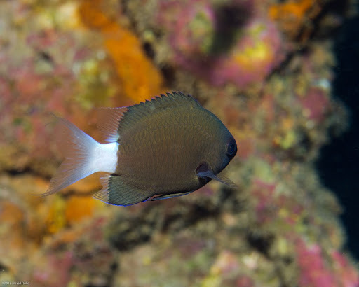 image of pycnochromis hanui \(chocolate-dip chromis\)