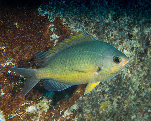 image of chromis ovalis \(hawaiian chromis\)