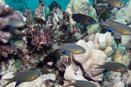 image of pycnochromis vanderbilti \(vanderbilt's chromis\)