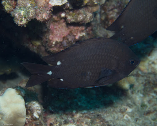image of chromis verater \(threespot chromis\)