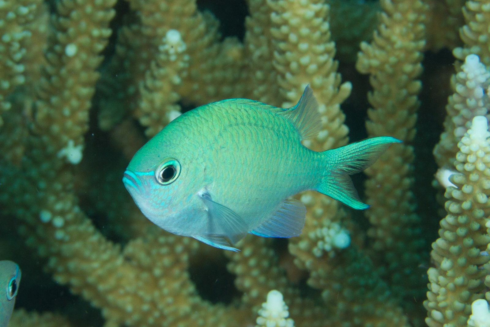 image of chromis viridis \(blue green damselfish\)
