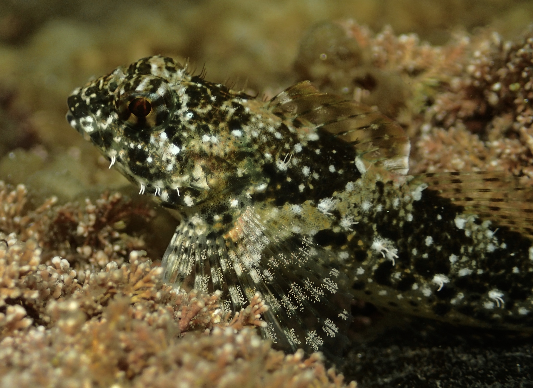image of clinocottus analis \(woolly sculpin\)