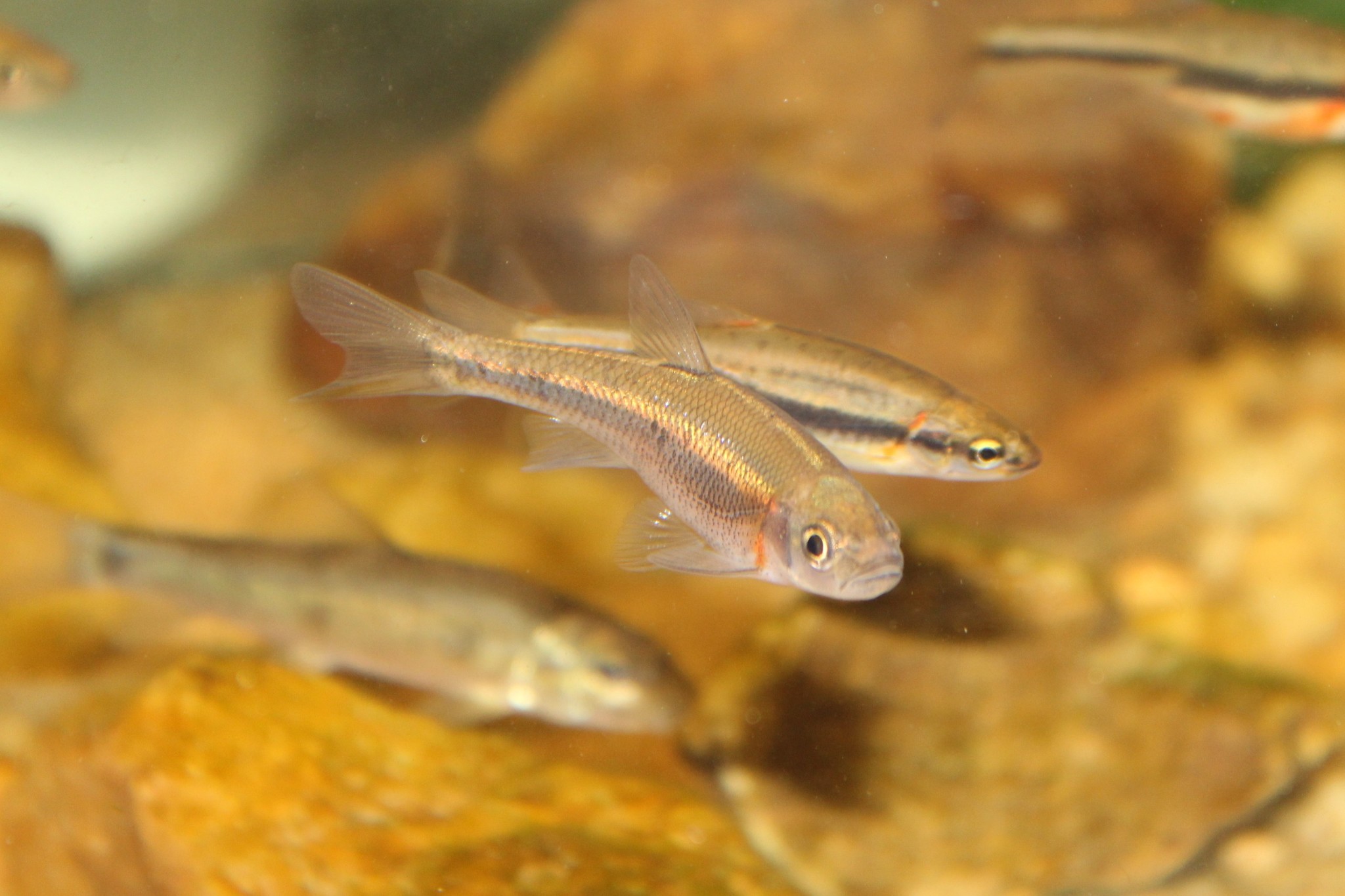 image of clinostomus funduloides \(rosyside dace\)