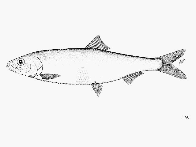 image of clupea pallasii \(pacific herring\)