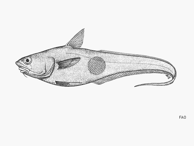 image of coryphaenoides armatus \(abyssal grenadier\)