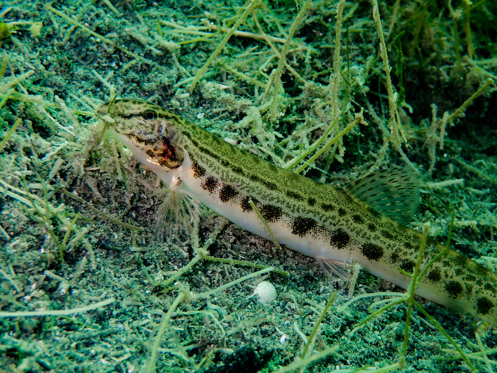 image of cobitis taenia \(spined loach\)