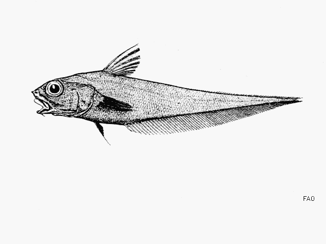 image of coryphaenoides boops \(shortsnout grenadier\)
