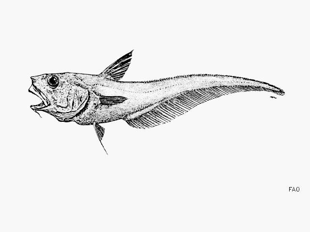 image of coryphaenoides bucephalus \(narrowsnout grenadier\)