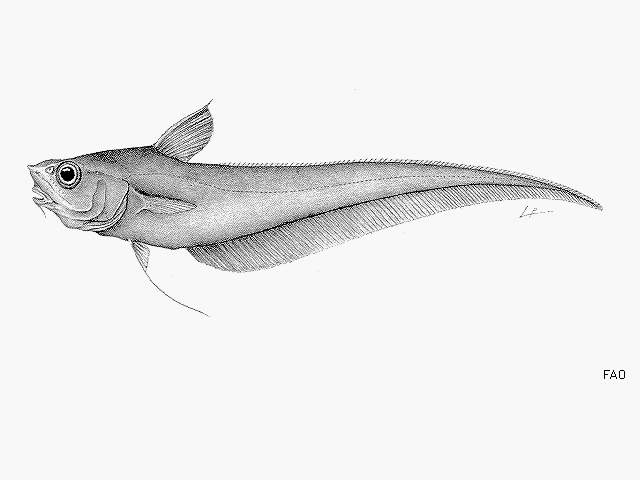 image of coryphaenoides carminifer \(carmine grenadier\)