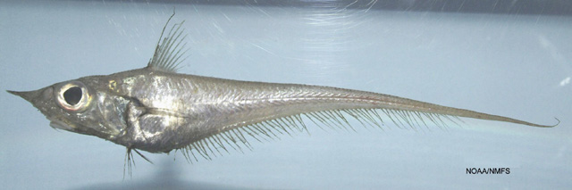 image of coelorinchus caribbaeus \(blackfin grenadier\)