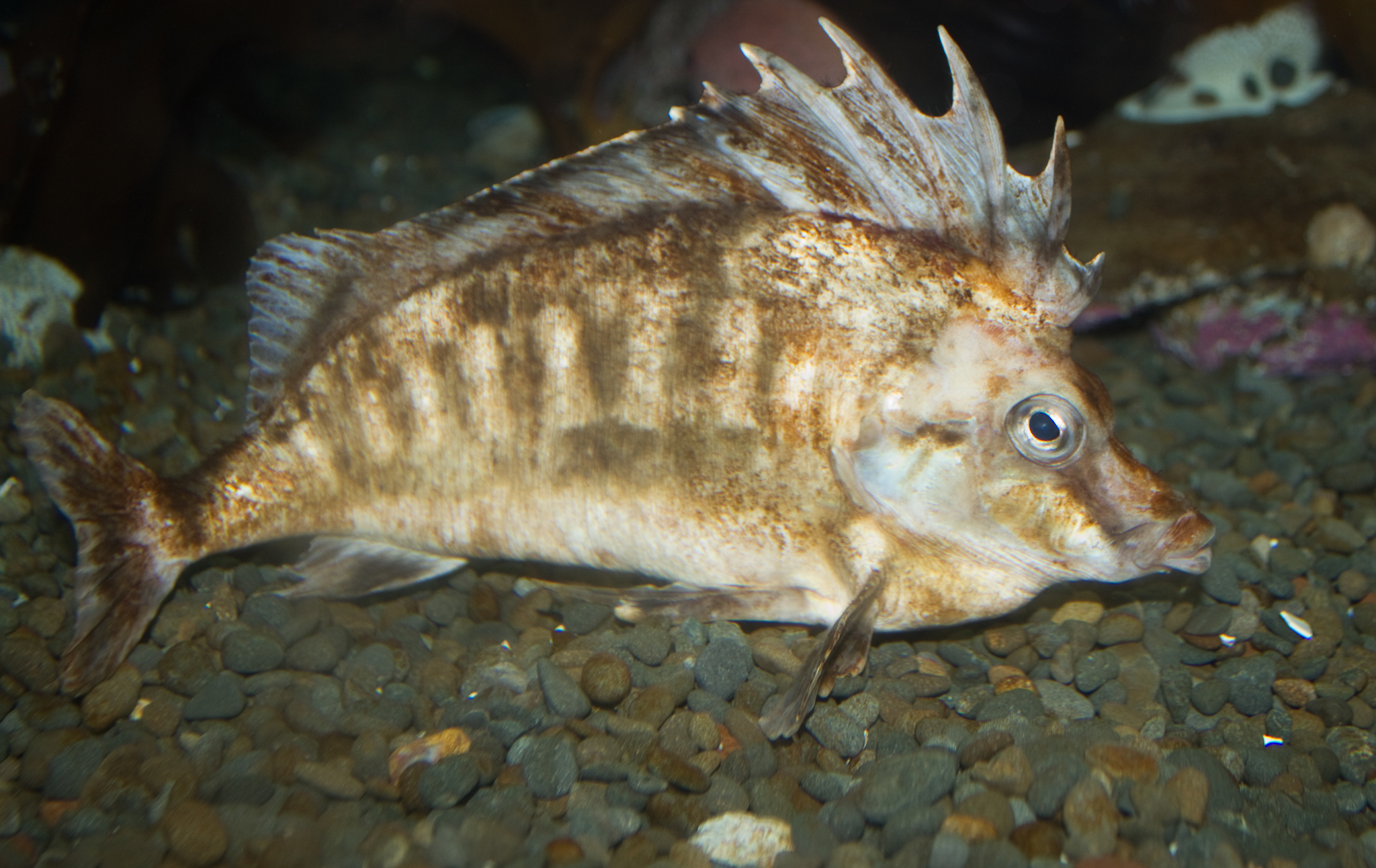 image of congiopodus leucopaecilus \(southern pigfish\)