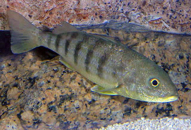 image of conodon nobilis \(barred grunt\)