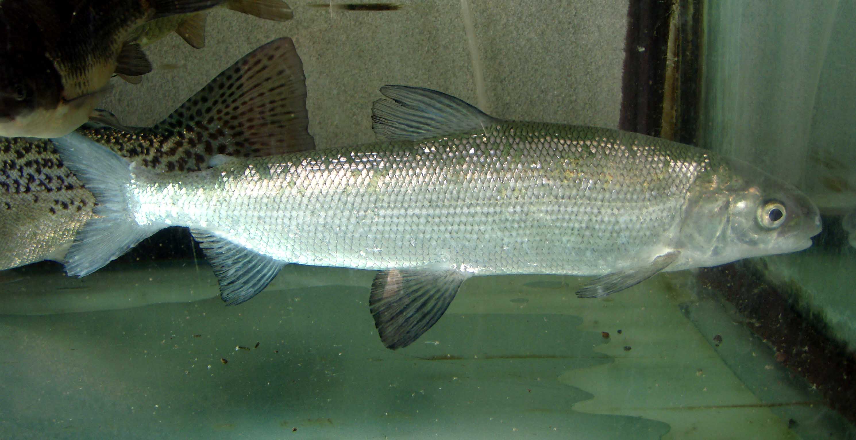image of coregonus lavaretus \(european whitefish\)