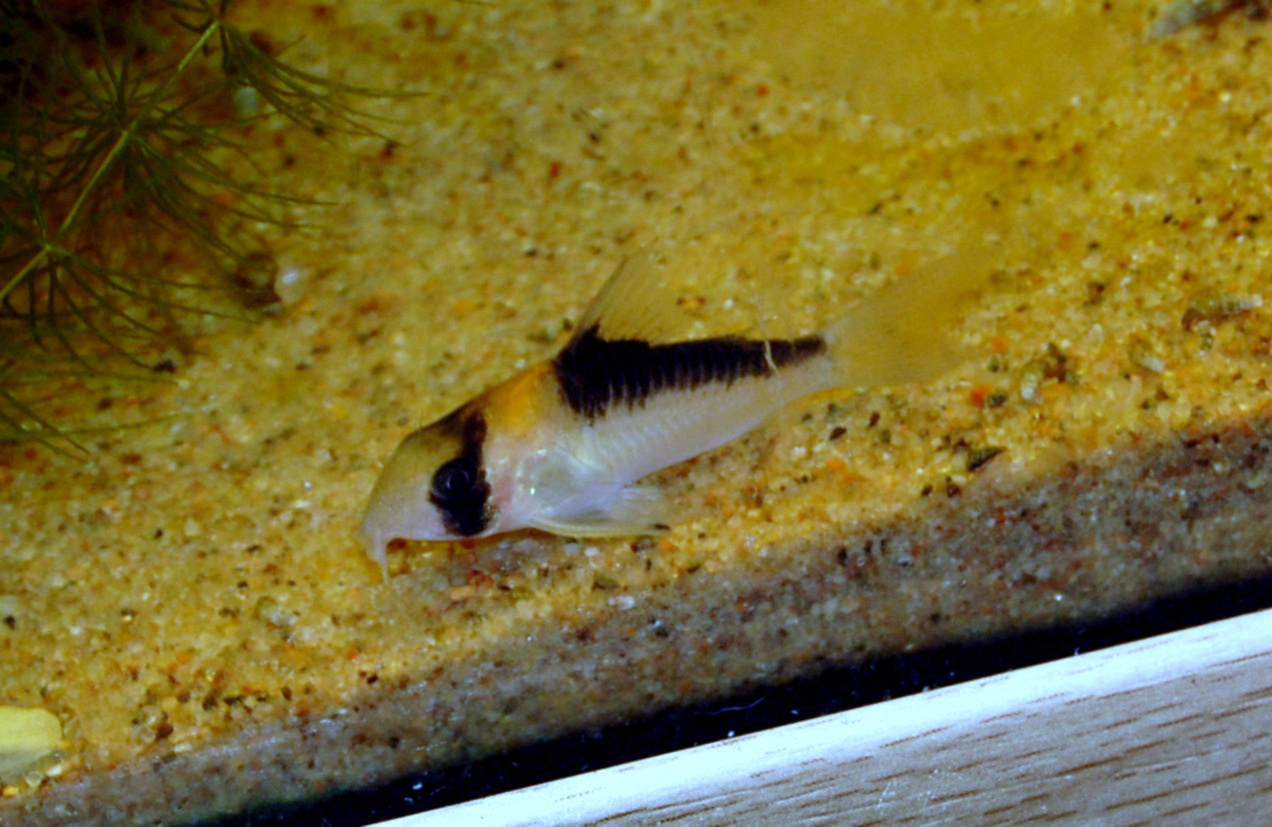 image of corydoras adolfoi \(adolf's catfish\)
