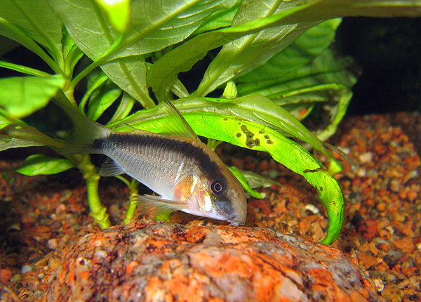 image of corydoras arcuatus \(skunk corydoras\)