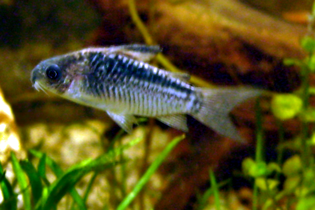 image of corydoras elegans \(elegant corydoras\)