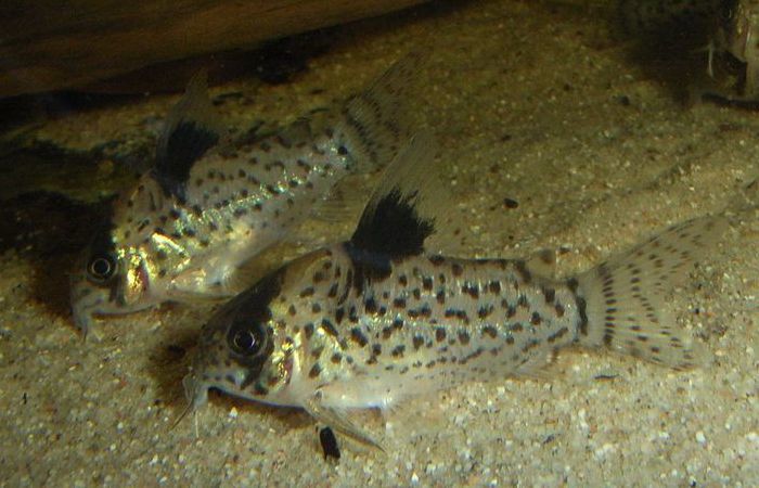 image of corydoras leucomelas \(false spotted catfish\)