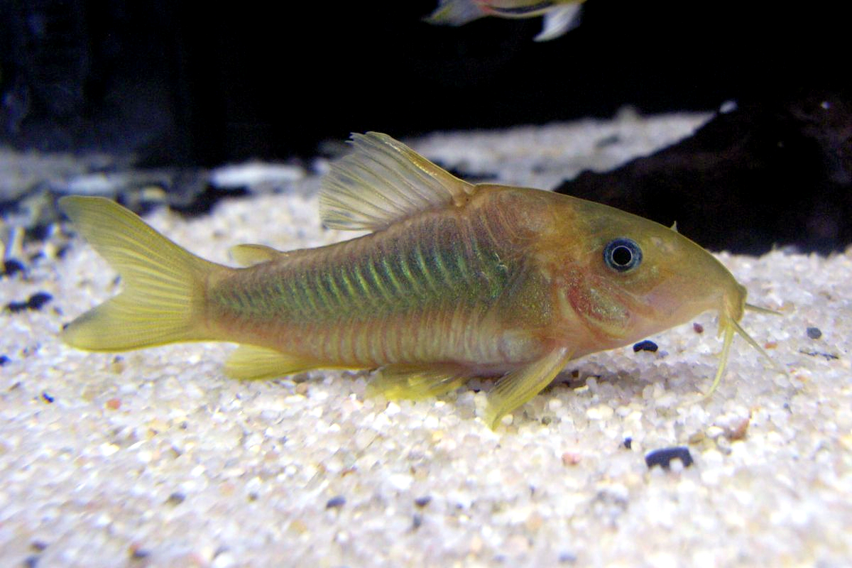 image of corydoras melanotaenia \(green gold catfish\)