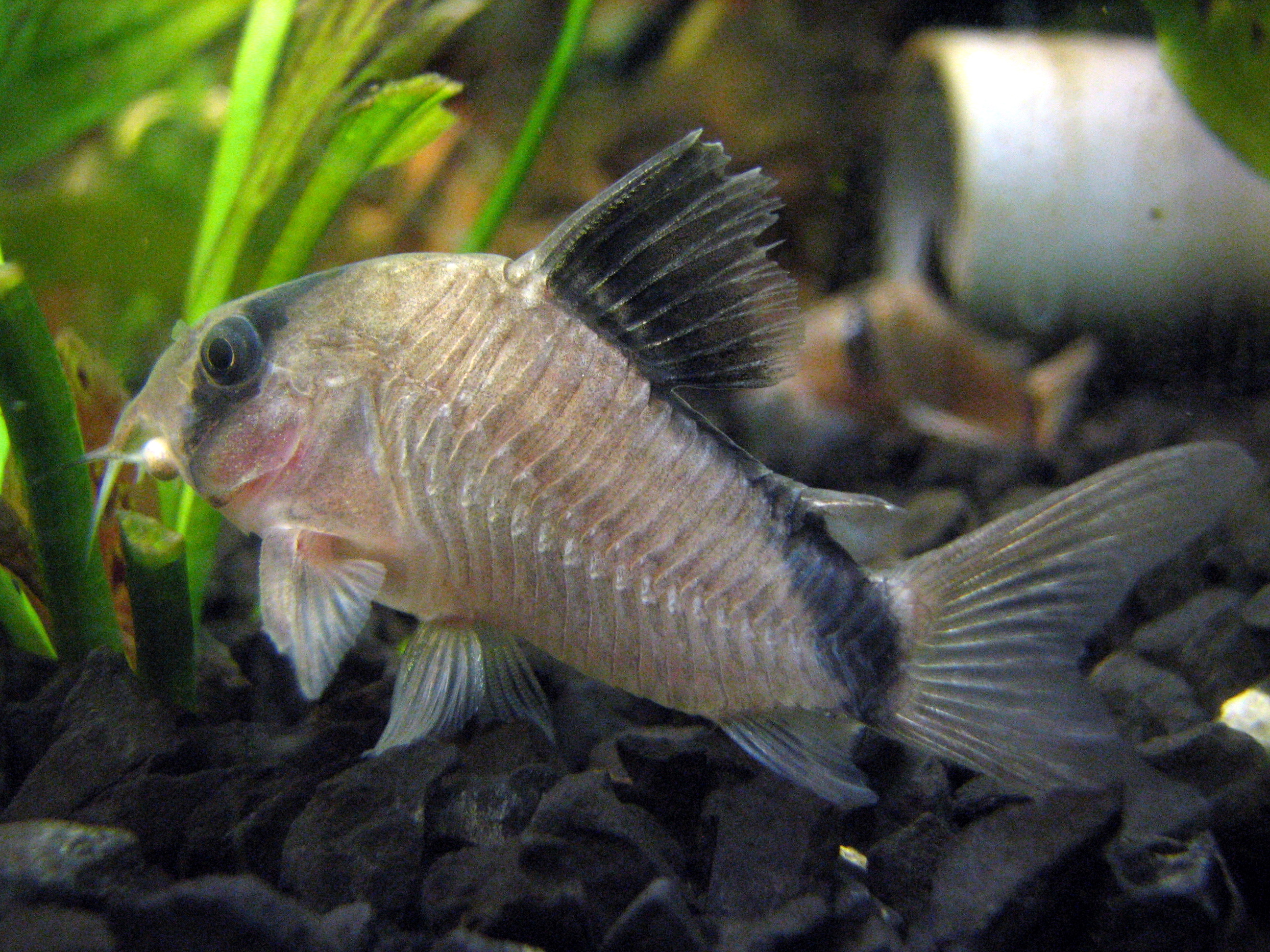 image of corydoras metae \(masked corydoras\)