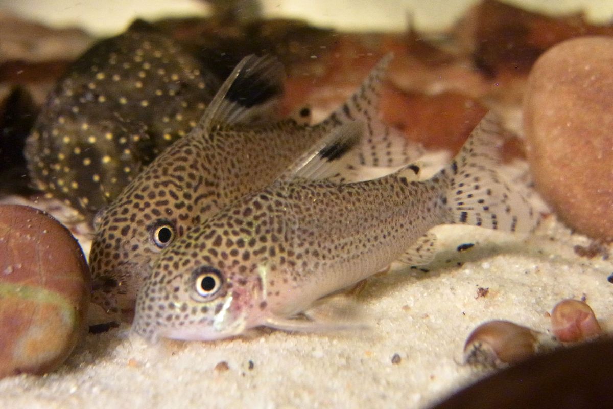 image of corydoras punctatus \(spotfin corydoras\)