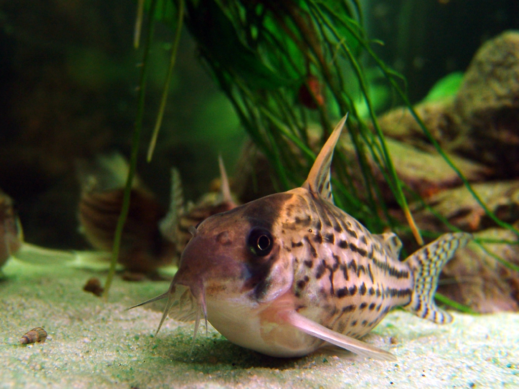 image of corydoras schwartzi \(schwartz's catfish\)