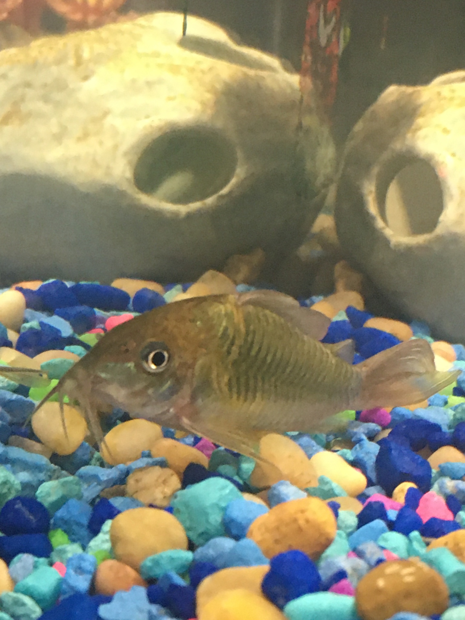 image of corydoras splendens \(emerald catfish\)