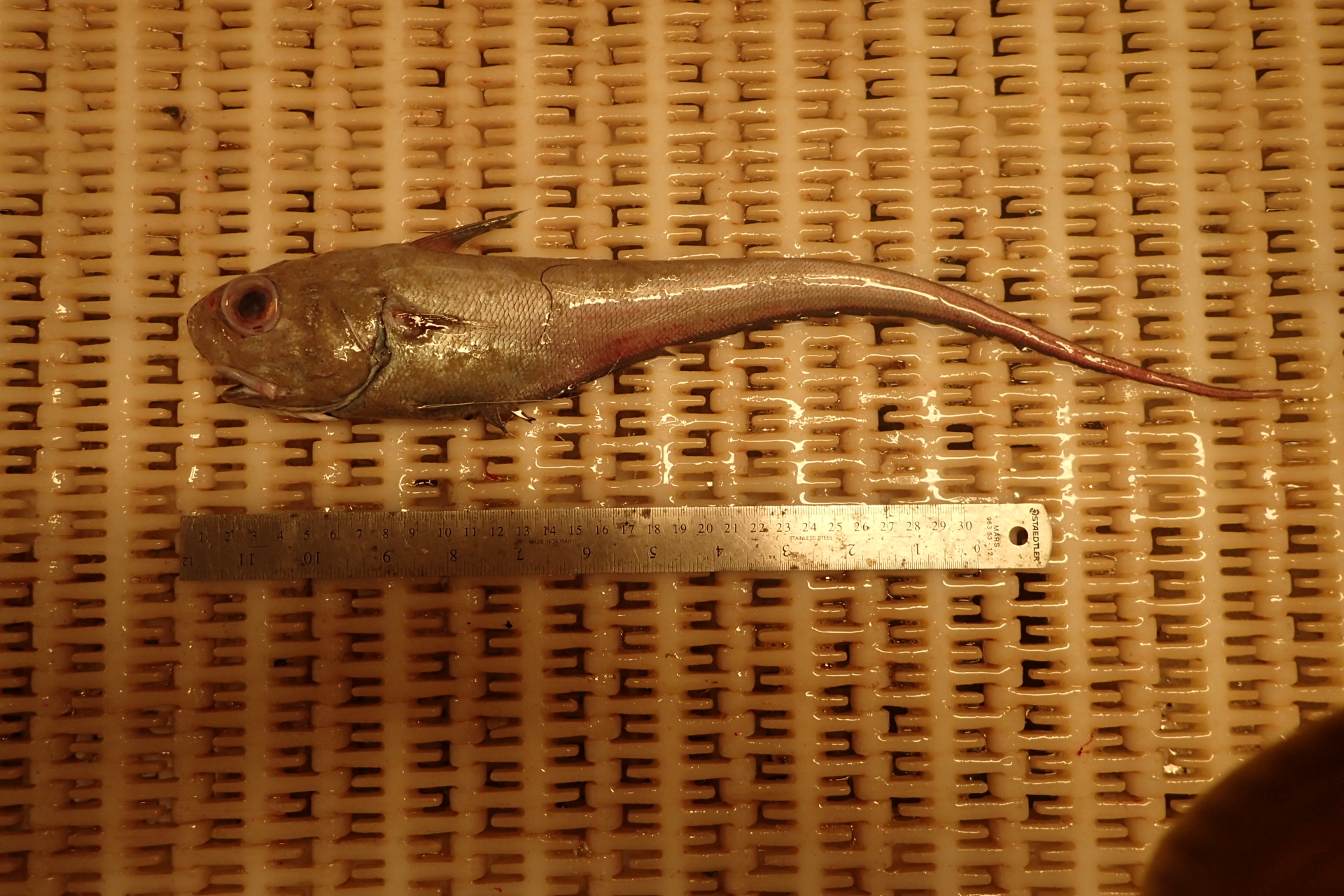 image of coryphaenoides rupestris \(roundnose grenadier\)