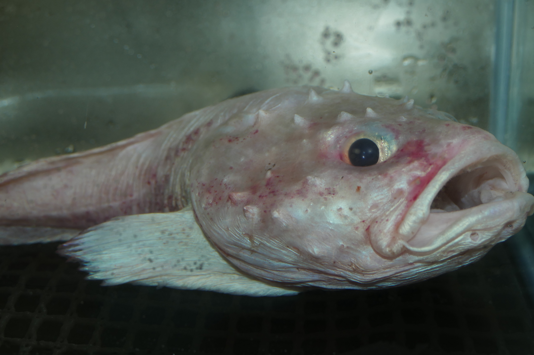 image of cottunculus thomsonii \(pallid sculpin\)