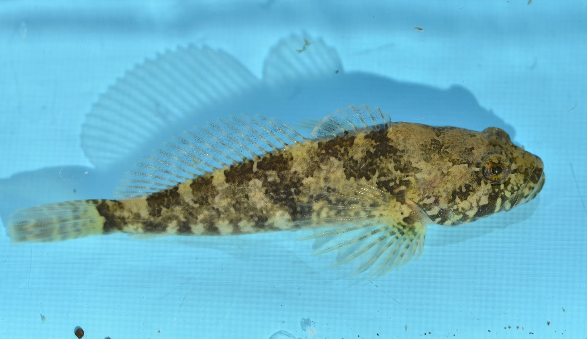 image of cottus asper \(prickly sculpin\)