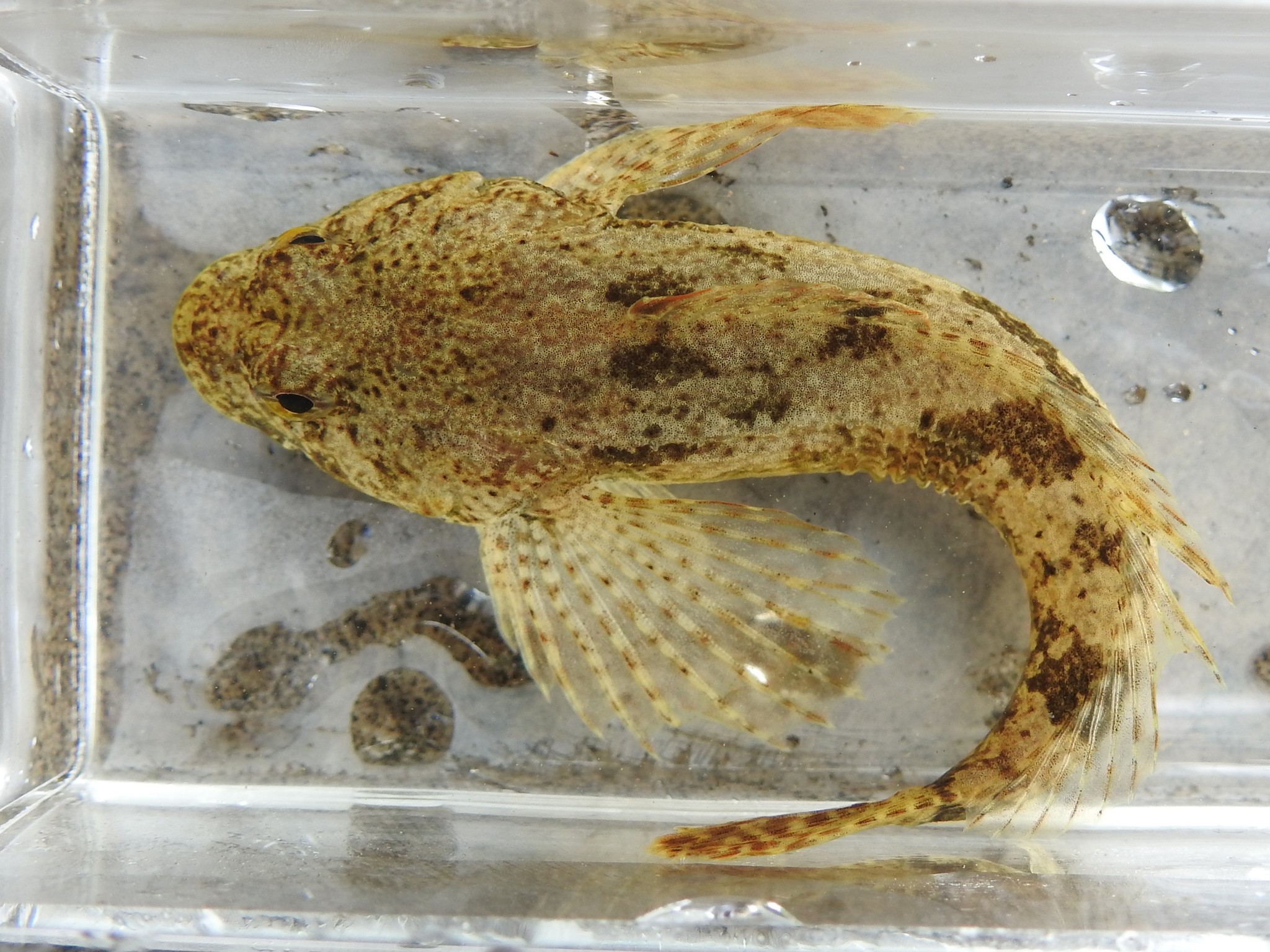 image of cottus bairdii \(mottled sculpin\)